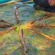 Exploring reconciliation and cultural awareness in early childhood